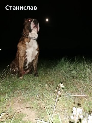 Тигров питбул за разплод ... , снимка 9 - Питбул - 31691648