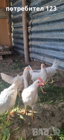 Петлета легхорн , снимка 2 - Кокошки и пуйки - 54333127