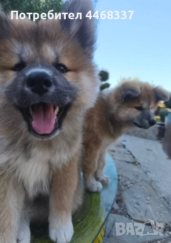 Бебета Акита Ину, снимка 10 - Акита ину - 51787723