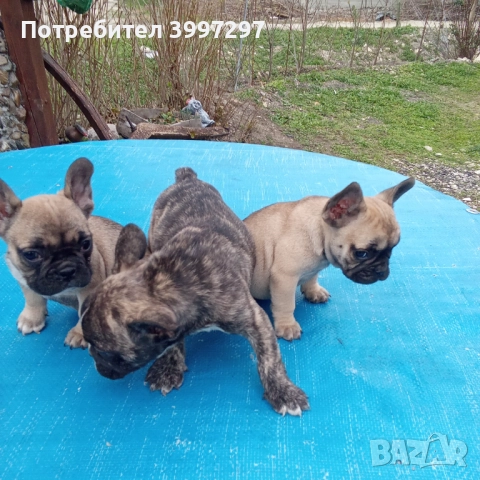 Вече с две ваксини и обезпаразитени многократно , снимка 2 - Френски булдог - 52972303
