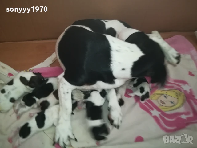 ДЖАК РЪСЕЛ БЕБЕТА-РОДЕНИ 11.08.25г 1308250726, снимка 13 - Джак ръсел териер - 51347303