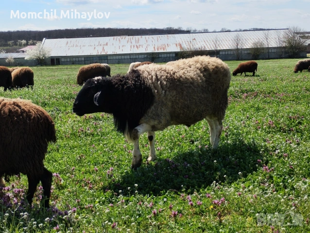 продавам коч, снимка 2 - Овце - 54121625