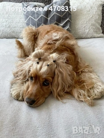 Кокер шпаньол момченце 2 ваксини, снимка 8 - Кокер шпаньол - 54349730