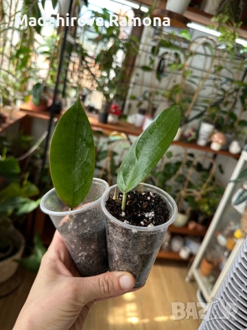 Flores island , снимка 1