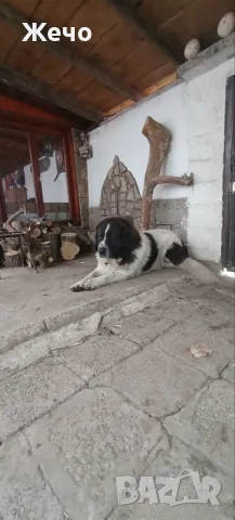 продавам малки каракачанки 