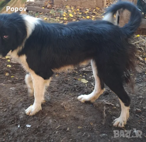 Българско овчарско куче БОК🇧🇬, снимка 2 - Други - 56017806