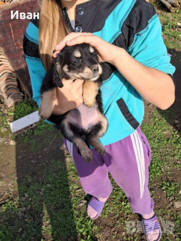 Кокер Шпаньоли, снимка 2 - Кокер шпаньол - 52435625