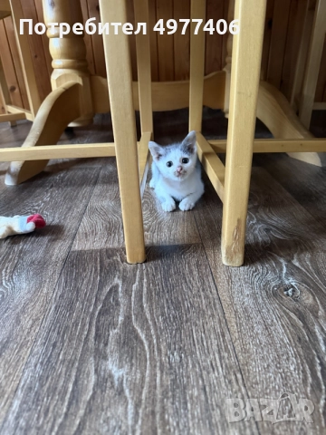 Подарявам котенце., снимка 5 - Други - 56474690
