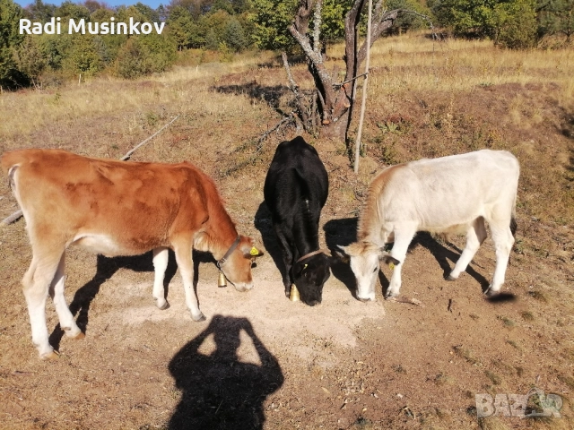 Теле, снимка 4 - Други животни - 51811789