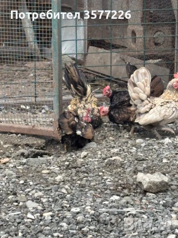 Серами Декоративни кокошки, снимка 1