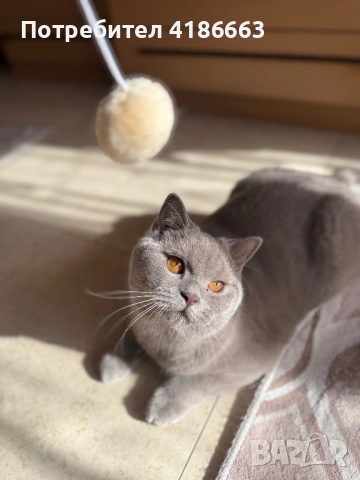 Късокосмест британец за разплод, снимка 14 - Британска късокосместа - 52215816