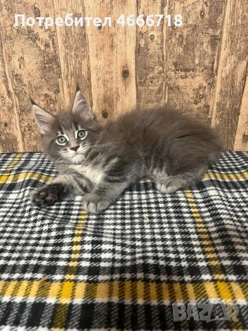 Мейн куун женско, снимка 2 - Мейн кун - 53030280