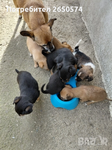 Чихо-пинчери