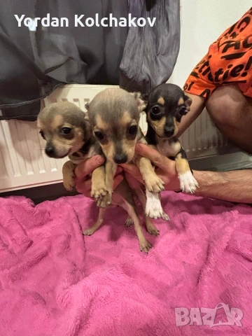 Чиху-пинчер кученца – готови за нов дом, снимка 2 - Пинчер - 53297111