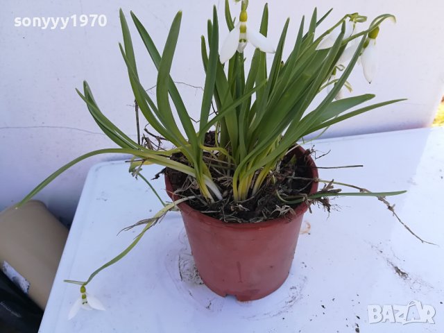 САКСИЯ С КОКИЧЕТА С ЛУКОВИЦИ 2402241515, снимка 3 - Градински цветя и растения - 44447365