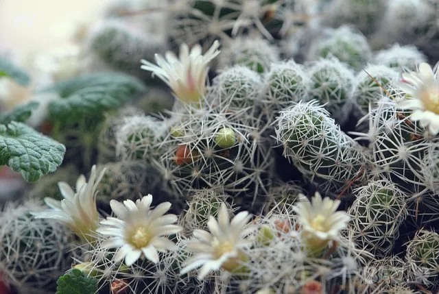 Кактуси и сукулентни, снимка 3 - Стайни растения - 48911588