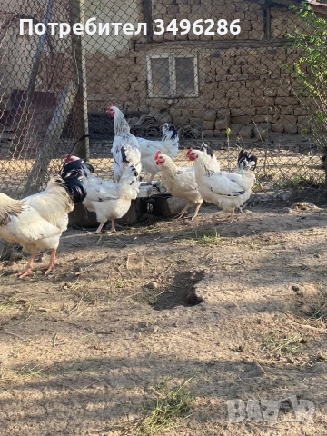 Яйца от светъл Съсекс, снимка 3 - Кокошки и пуйки - 54307997