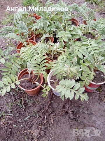 Левзея, снимка 6 - Градински цветя и растения - 54169114