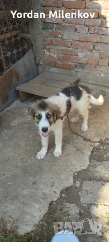 Бьлгарско овчарско куче , снимка 1