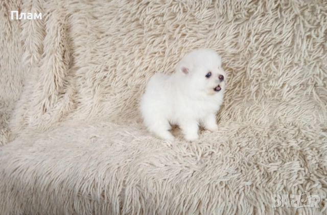 Различни възрасти !!! Померани.