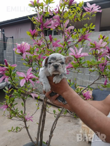 Френски булдог 