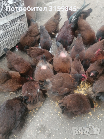 Яйца катунски кокошки червена линия , снимка 15 - други­ - 44797078