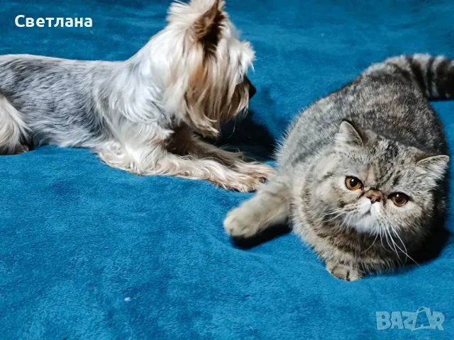 Екзотично късокосместо женско коте 🐈, снимка 14 - Персийска - 47058249