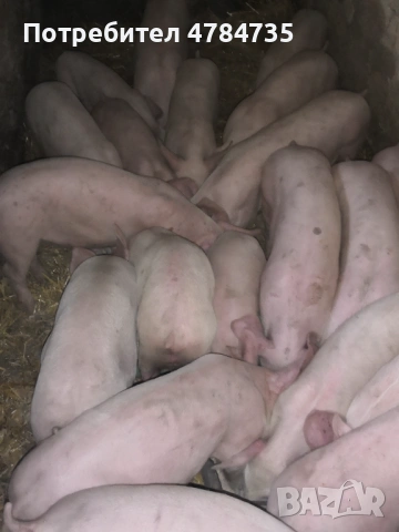 Свободни прасета  от 20 до 24кг, снимка 3 - Прасета - 54093631