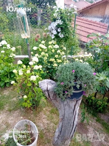 Хортензия бяла и розова , снимка 2 - Разсади - 50764477