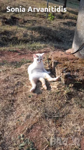 Котета 6 бр. На 2 м., снимка 3 - За котки - 55966018
