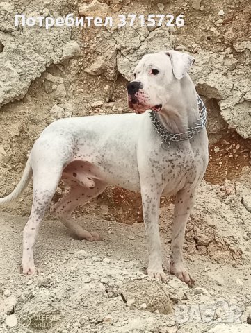 Дого за разплод без да платиш