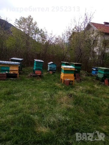 продавам пчелни семейства дадан блат 25 лв рамка, снимка 1 - Други животни - 44508308