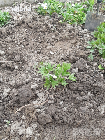 Разсад бели маргаритки  два вида, снимка 6 - Разсади - 44598025