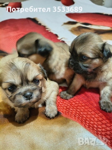 сладки пекинезчета , снимка 2 - Пекинез - 53912026