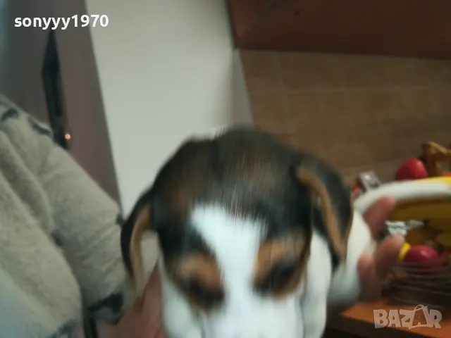 ДЖАК РЪСЕЛ-БЕБЕТА-250ЛВ ЗА ЕДНО 0602251556, снимка 6 - Джак ръсел териер - 48994447