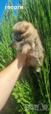 померанче, снимка 3 - Померан - 51188810