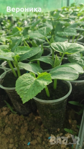 Предлагаме разсад красивици, снимка 2 - Разсади - 54234234