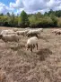 Продавам овце, мъжки шилета, кочове, снимка 8