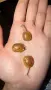 Африкански охлюви archachatina marginata ovum, снимка 2