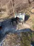Лудогорско гонче , снимка 2