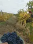 Мерло топ състояние, снимка 3