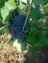 🍇 Широка Мелнишка🍇 , снимка 2