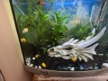 Аквариум с риби и живи растения, снимка 2