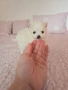 померан момче, снимка 6