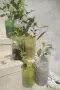 Млади лимонови дръвчета лимон , снимка 5