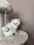 Персийско коте. , снимка 5