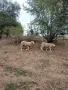продавам ил дьо франс мъжки, снимка 5