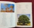 Справочник на дърветата по света / A Concise Guide to Trees, снимка 4