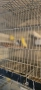 продавам канари , снимка 18
