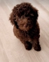 Пудел мини , снимка 7